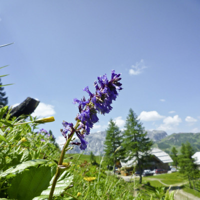 Die Wulfenia - die seltene Blume wächst hier am Nassfeld