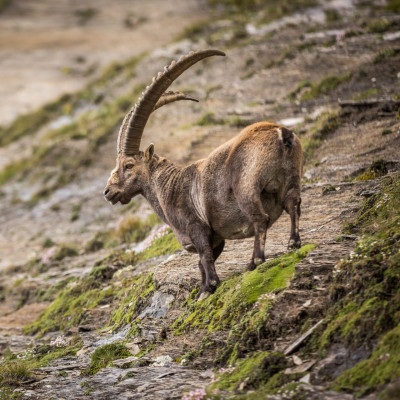 Steinbock-Beobachtung vom Gamsgrubenweg aus im Nationalpark Hohe Tauernoto: Alexander Müller - www.alexander-mueller.at