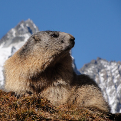 Murmeltierbeobachtung am Gamsgrubenweg im Nationalpark Hohe Tauern