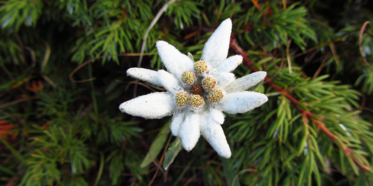 Edelweiss