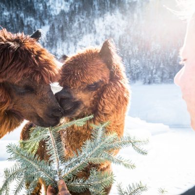 WilderKaiser_Lama Winter_Wilder Kaiser_Foto Mathäus Gartner (7) WilderKaiser_Lama Winter_Wilder Kaiser_Foto Mathäus Gartner (7)