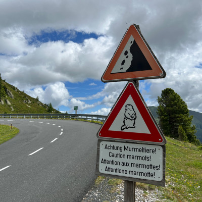 Murmeltiere bevölkern die Nockberge um die Nockalmstraße