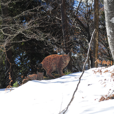 Der Luchstrail in Tarvisio