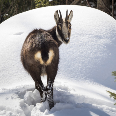 In den Wälder und Berge rund um Tarvisio leben viele Wildtieren, etwa Gämsen