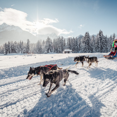 Hundeschlittenfahren in Fusine nahe Tarvisio