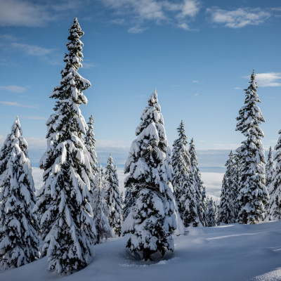 00000069679_Dobratsch-Baeume-Winter-2_Region-Villach-Tourismus-GmbH_Luca-Tribondeau